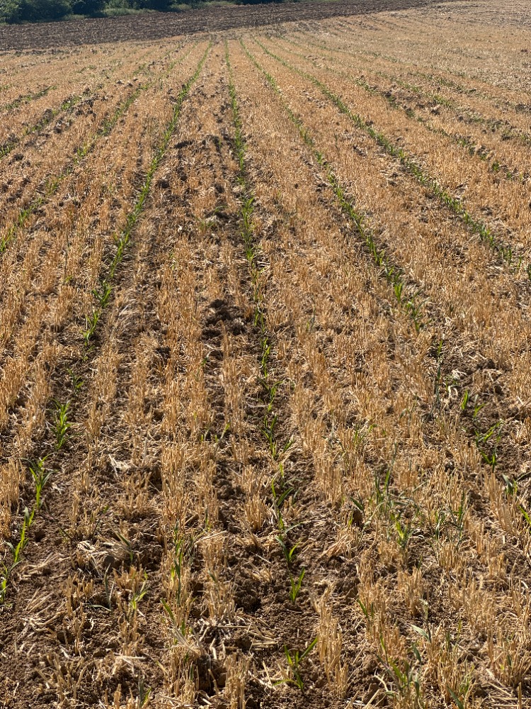 KLÍČENÍ KUKUŘICE PŘI ZPŮSOBU STRIP-TILL