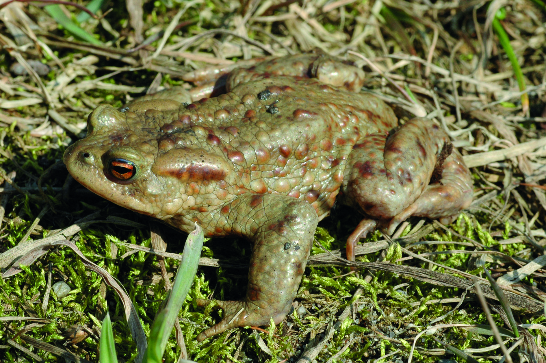 ROPUCHA OBECNÁ